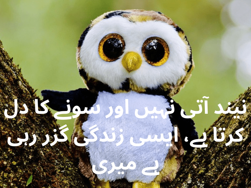 best urdu quotes for dp