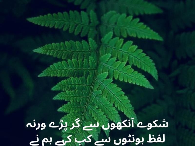 best urdu quotes for dp